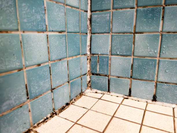 Best Commercial Mold Inspection  in Russell Springs, KY
