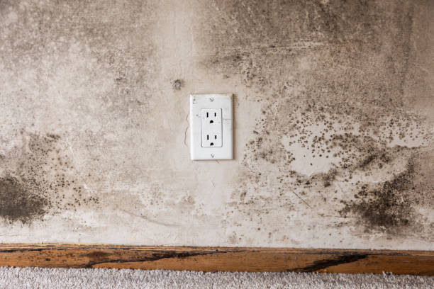 Best Post-Construction Mold Inspection  in Russell Springs, KY